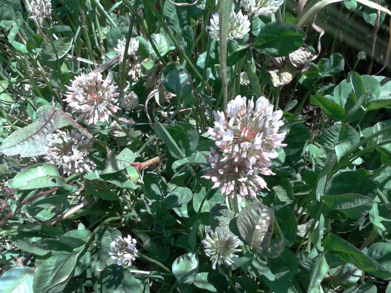 Trifolium repens
